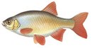 Петриково - иконка «рыбалка» в Андреаполе